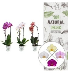 ORQUIDEA CASCADA 1 VARA  ALTO 35CM Y MACETA 12CM