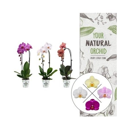 ORQUIDEA CASCADA 1 VARA  ALTO 35CM Y MACETA 12CM