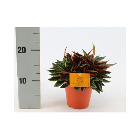 PEPEROMIA CAPERATA ROSSO ALTURA 15CM Y MACETA 12CM