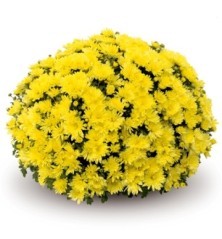 CRISANTEMO GRANDE MACETA 3L COLORES VARIADOS