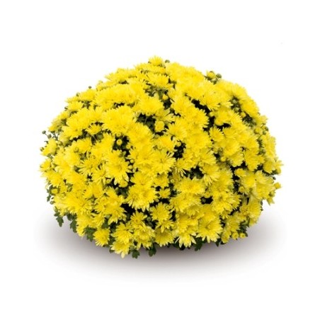 CRISANTEMO GRANDE MACETA 3L COLORES VARIADOS