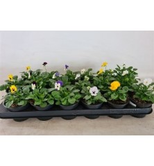 VIOLA CORNUTA MACETA 11CM