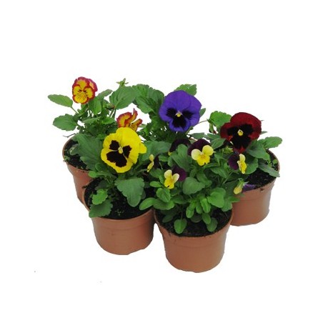 PENSAMIENTO MACETA 10,5CM