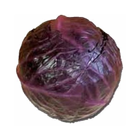 LOMBARDA ECOLOGICA BANDEJA 6 PLANTONES