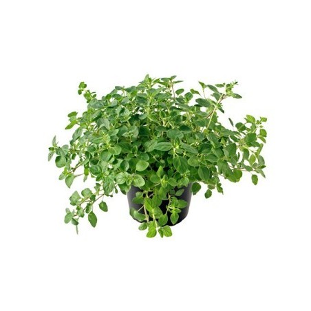 OREGANO ECOLOGICO MACETA 11CM