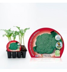 BROCOLI PRODUCTO NATURAL PACK 12 PLANTONES