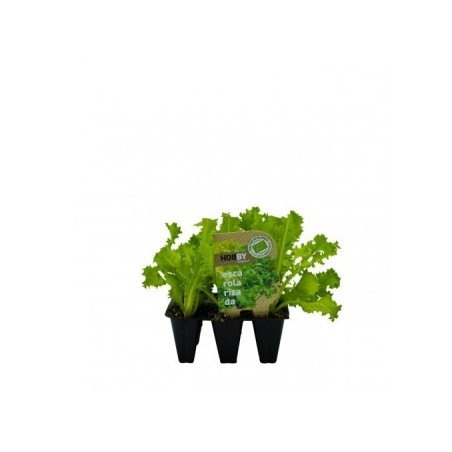 ESCAROLA RIZADA PACK 12 PLANTONES