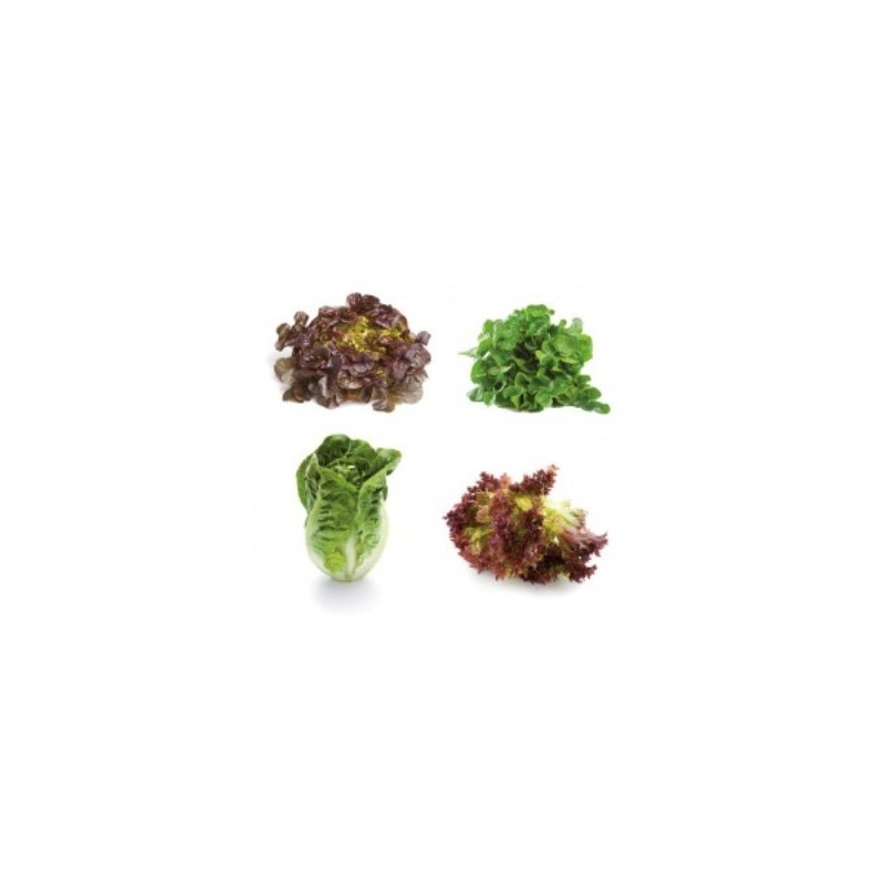 LECHUGA MIX PACK 12 PLANTONES