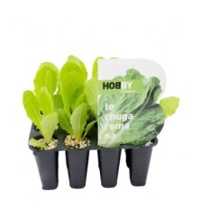 LECHUGA ROMANA PACK 12 PLANTONES