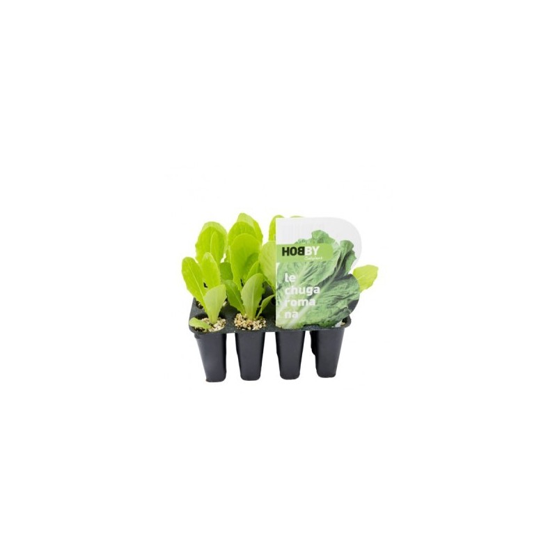 LECHUGA ROMANA PACK 12 PLANTONES