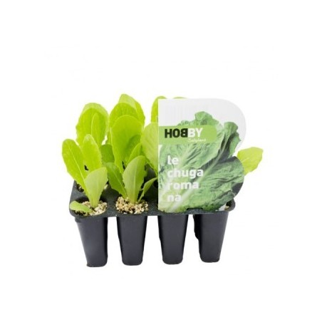 LECHUGA ROMANA PACK 12 PLANTONES