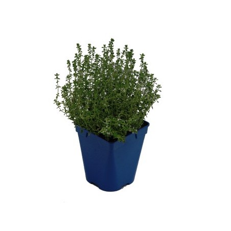 TOMILLO ECOLOGICO MACETA 11CM