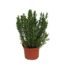 JARDINERA COPAN 80CM IMPRUNETA