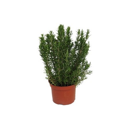 JARDINERA COPAN 80CM IMPRUNETA