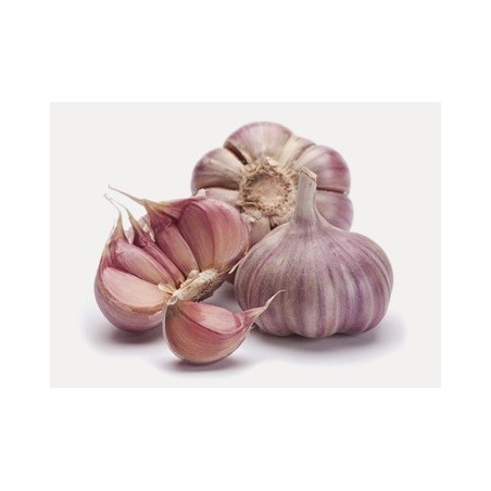 CABEZA DE AJO DE SIEMBRA GRANEL 1UD