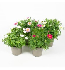 MARGARITA MACETA 13CM VARIOS COLORES