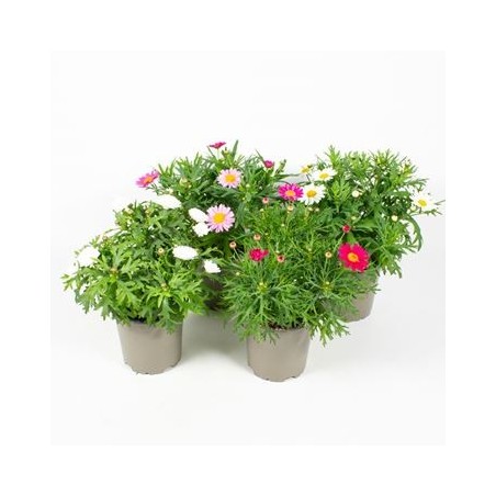 MARGARITA MACETA 13CM VARIOS COLORES