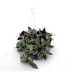 TRADESCANTIA ZEBRINA TARRINA 1,6L