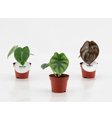 ALOCASIA MINI MEZCLA MACETA 6CM