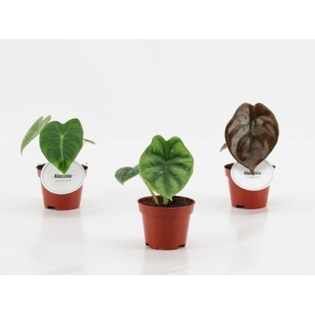 ALOCASIA MINI MEZCLA MACETA 6CM