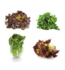 LECHUGA MIX PACK 12 PLANTONES