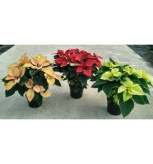 FLOR DE PASCUA COLORES M14,5