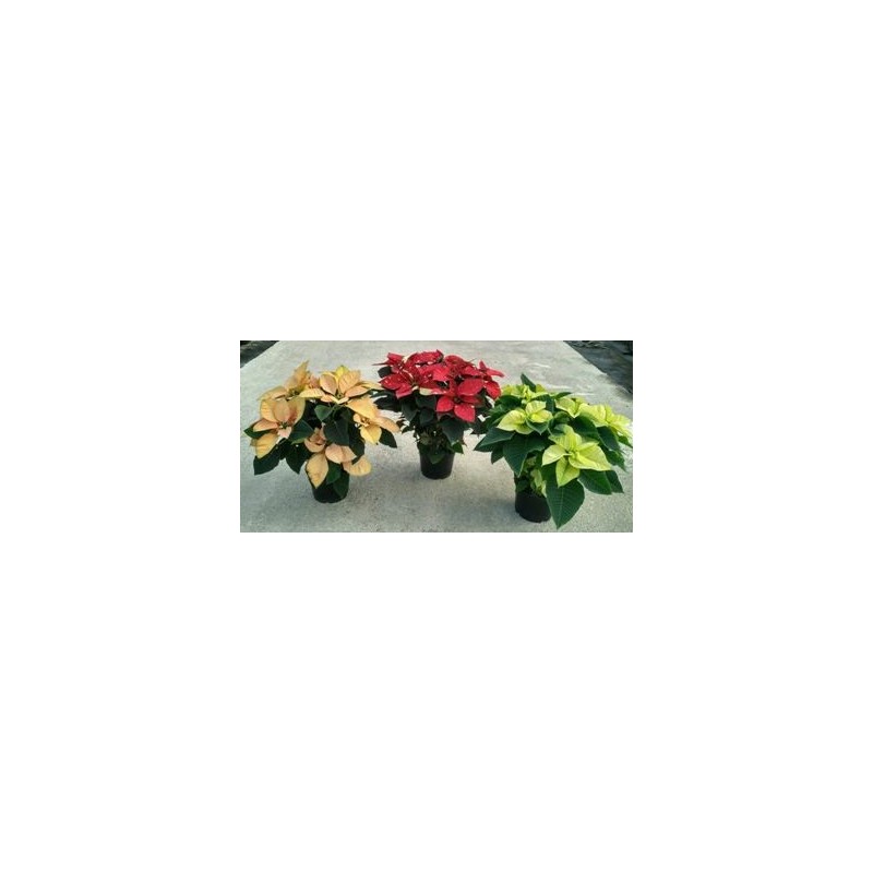 FLOR DE PASCUA COLORES M14,5