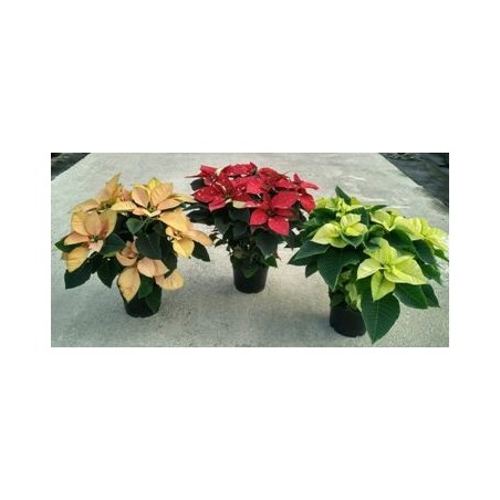 FLOR DE PASCUA COLORES M14,5