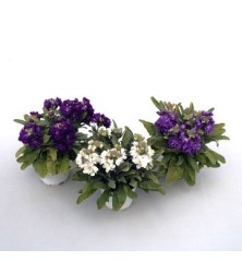 ALHELI FLOR DOBLE M11