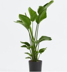 STRELITZIA AUGUSTA ALTO 60/80CM Y MACETA 20CM