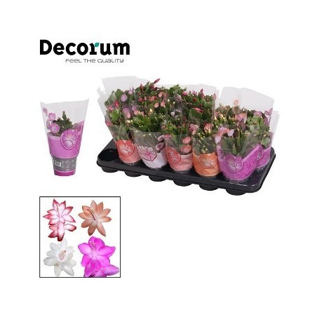 SCHLUMBERGERA COLORES MACETA 9CM Y ALTURA 10-15CM