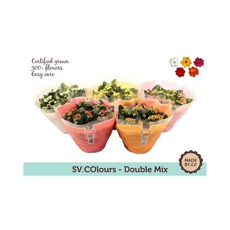 KALANCHOE BLOSS TARRINA 23CM