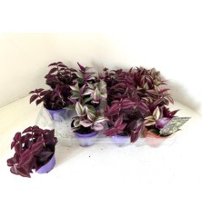 TRADESCANTIA MIX MEZCLADO MACETA 7CM