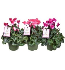 CYCLAMEN INDIAKA MACETA 13CM