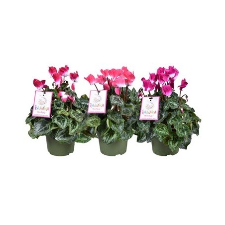 CYCLAMEN INDIAKA MACETA 13CM
