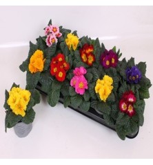 PRIMULA ACAULIS MIX MACETA 10CM