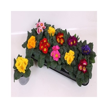 PRIMULA ACAULIS MIX MACETA 10CM