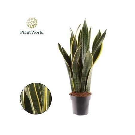 SANSEVIERA LAURENTTI MACETA 14CM