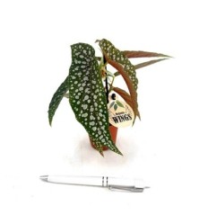 BEGONIA MACULATA ALTO 15/20CM Y MACETA 12CM