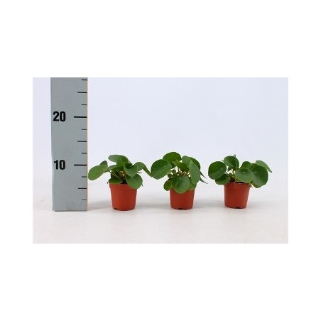 PILEA PEPEROMOIDES MINI ALTO 7CM Y MACETA 6CM