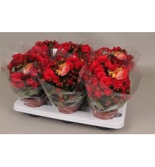 BEGONIA ELATIOR ROJA MACETA 14CM