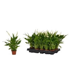 SPATIPHYLLUM CHOPIN ALTO 15CM Y MACETA 6,5CM