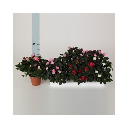 AZALEA MACETA 12CM Y ALTURA 15CM