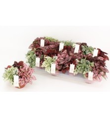 HYPOESTES CARNAVAL MACETA 12CM