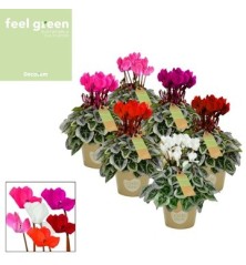 CYCLAMEN PICASSO MACETA 11CM