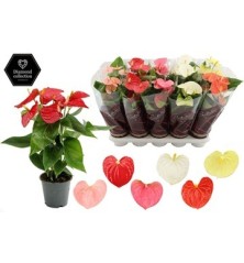 ANTHURIUM ANDR. MIX COLORES ALTO 30/35CM Y M12CM