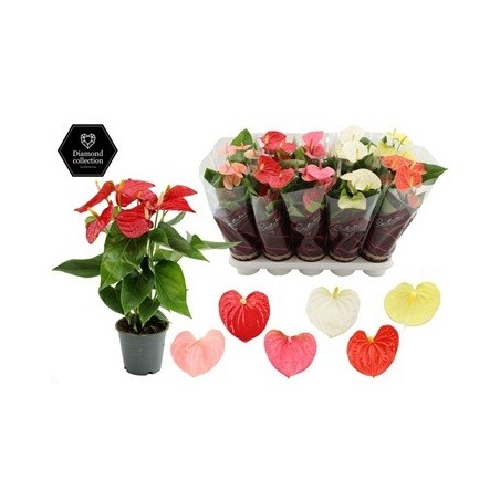 ANTHURIUM ANDR. MIX COLORES ALTO 30/35CM Y M12CM