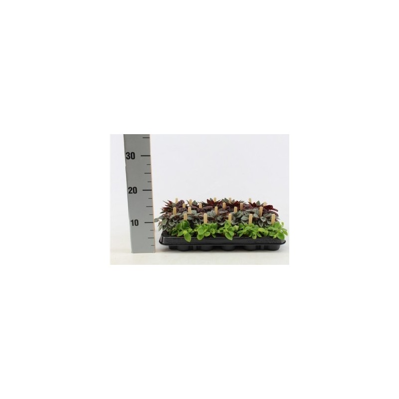 PEPEROMIA SMIT BAMBINO M5,5CM