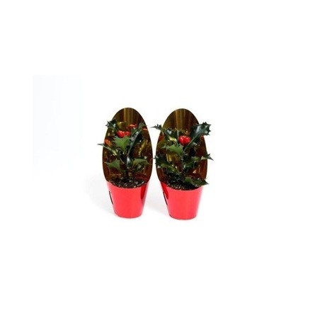 ACEBO BUE ANGEL MACETA 6CM