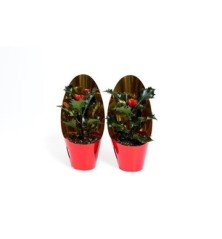 CYCLAMEN PERSICUM TARRINA 23CM